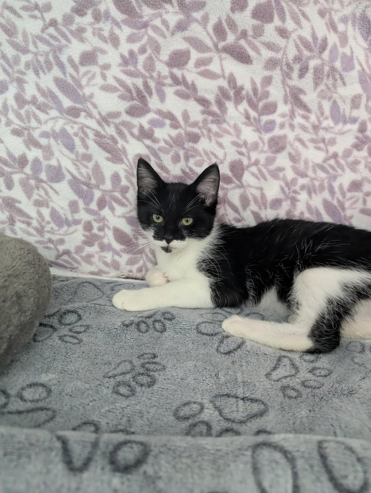 Galaxy, Adoptable, Kitten Female American Shorthair.