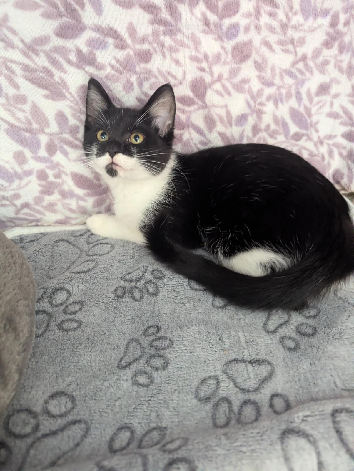 Enlarge Galaxy, a Adoptable American Shorthair in Standish, MI image 2/4