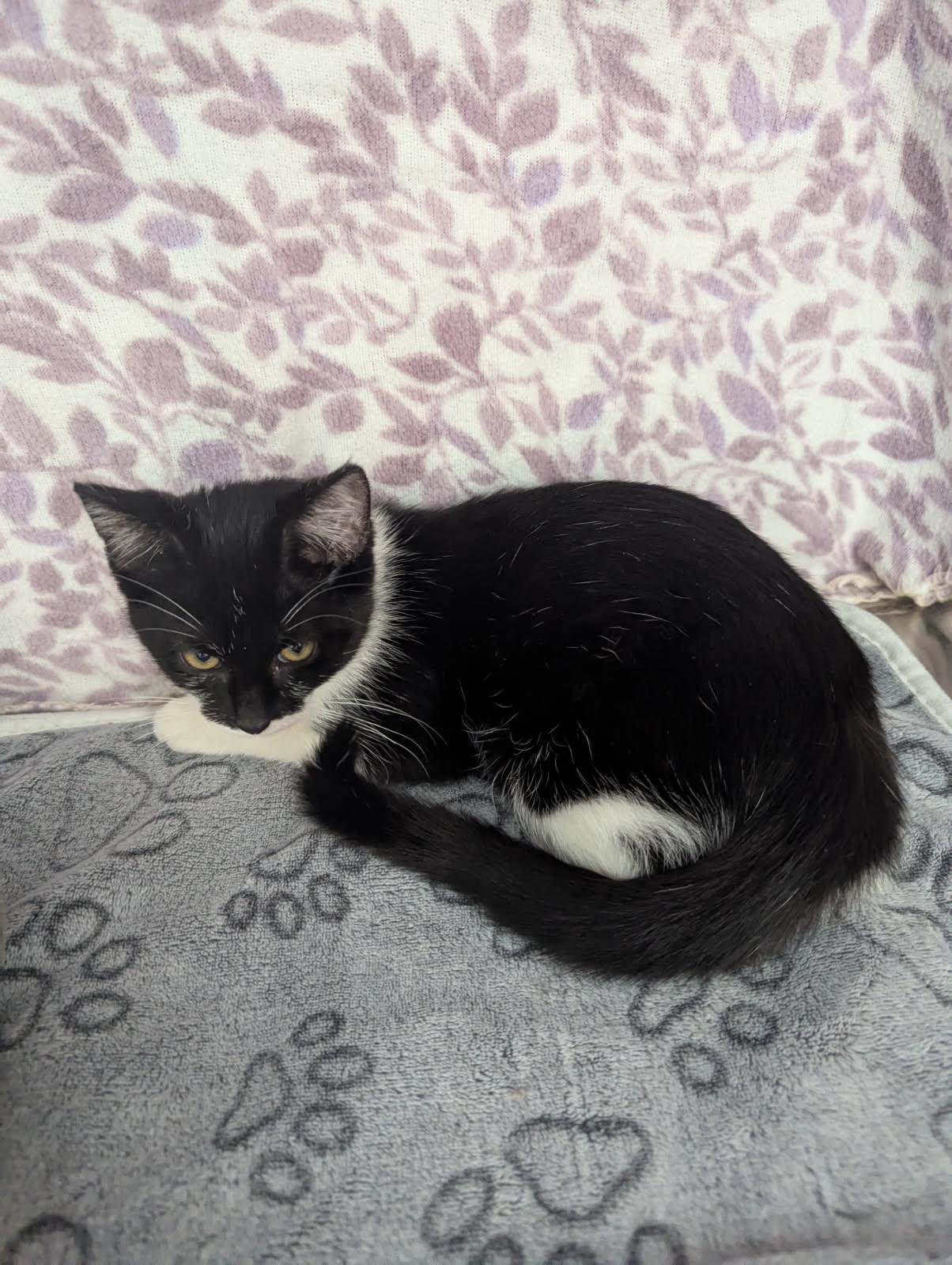 Enlarge Galaxy, a Adoptable American Shorthair in Standish, MI image 3/4