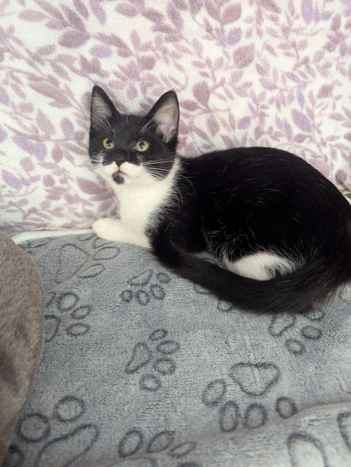 Enlarge Galaxy, a Adoptable American Shorthair in Standish, MI image 4/4