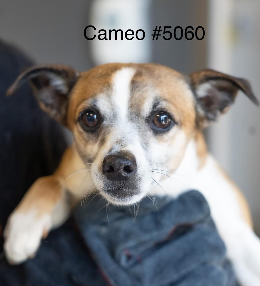 Cameo #5060, Adoptable, Adult Male Jack Russell Terrier & Chihuahua.