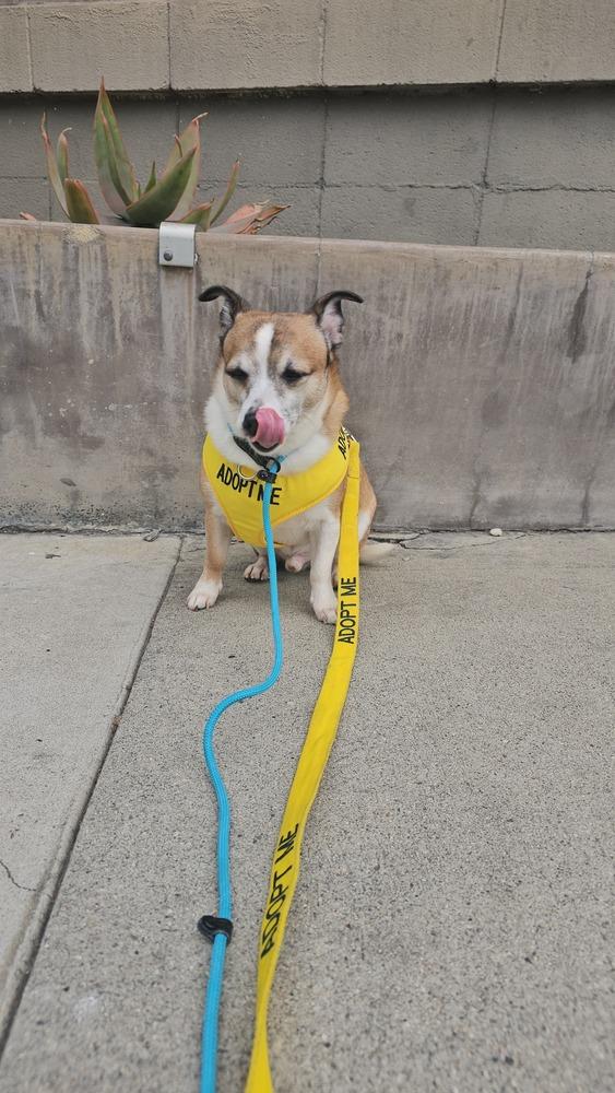 Cameo #5060, Adoptable, Adult Male Jack Russell Terrier & Chihuahua.