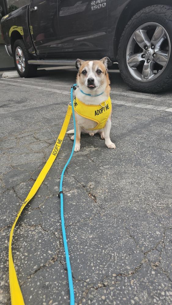 Cameo #5060, a Adoptable mixed breed in Studio City, CA image 3/6