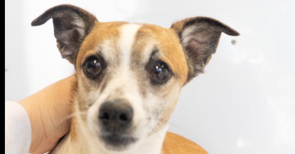 Cameo #5060, a Adoptable mixed breed in Studio City, CA image 4/6