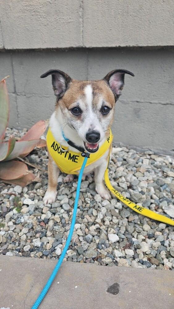 Cameo #5060, a Adoptable mixed breed in Studio City, CA image 5/6