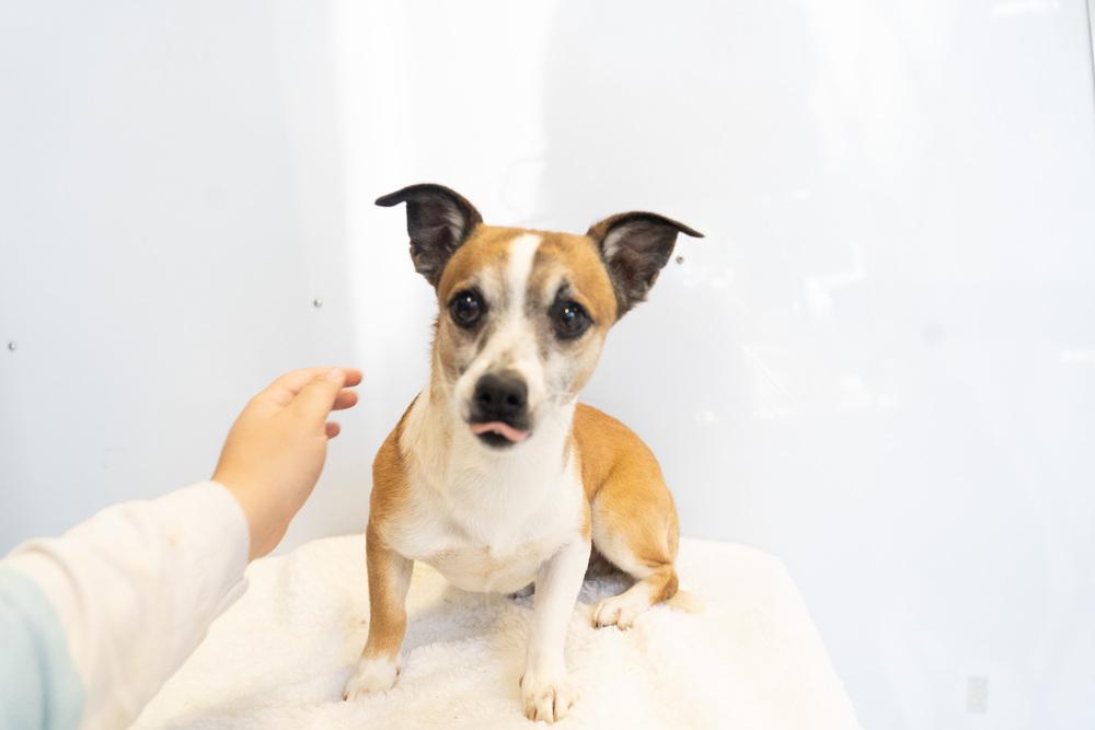 Cameo #5060, Adoptable, Adult Male Jack Russell Terrier & Chihuahua.