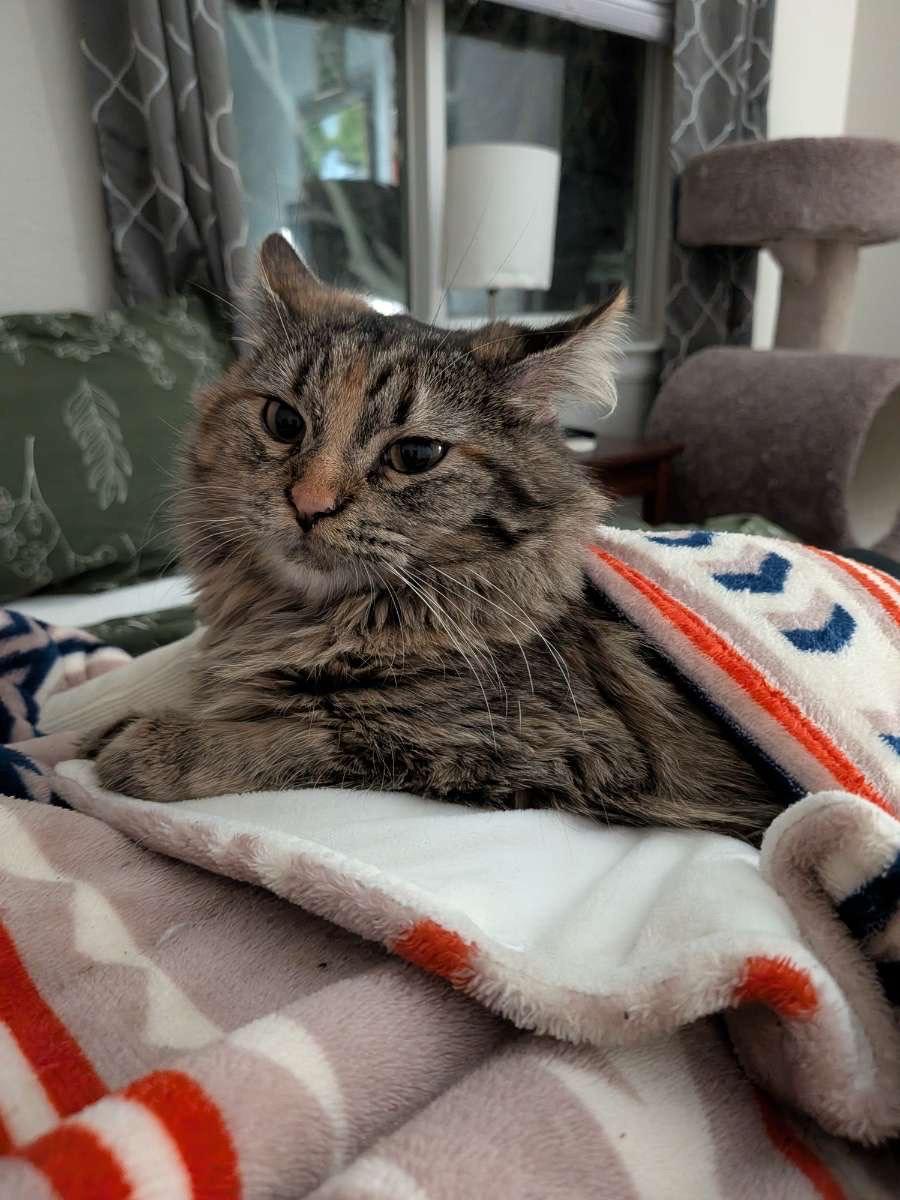 Kia, ADOPTABLE, Young Female Domestic Medium Hair.