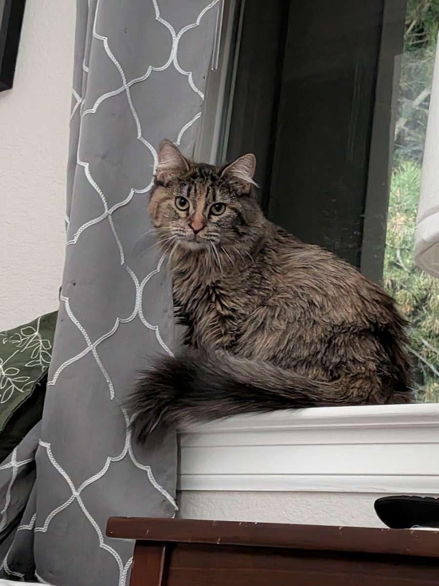 Enlarge Kia, a ADOPTABLE Domestic Medium Hair in Denver, CO image 2/2