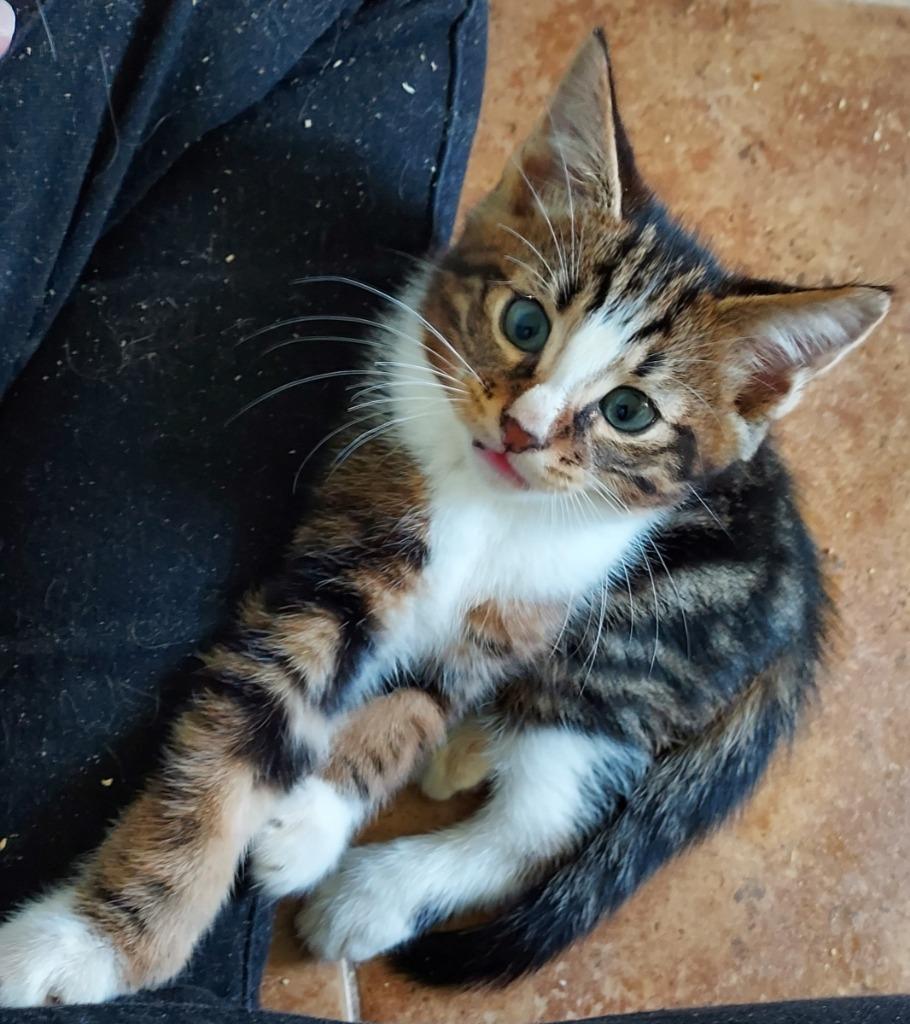 Enlarge Stud Muffin/Mando, a Adopted mixed breed in Fort Lauderdale, FL image 1/1