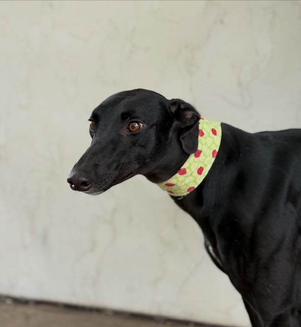 Bev, Adoptable, Adult Female Greyhound.