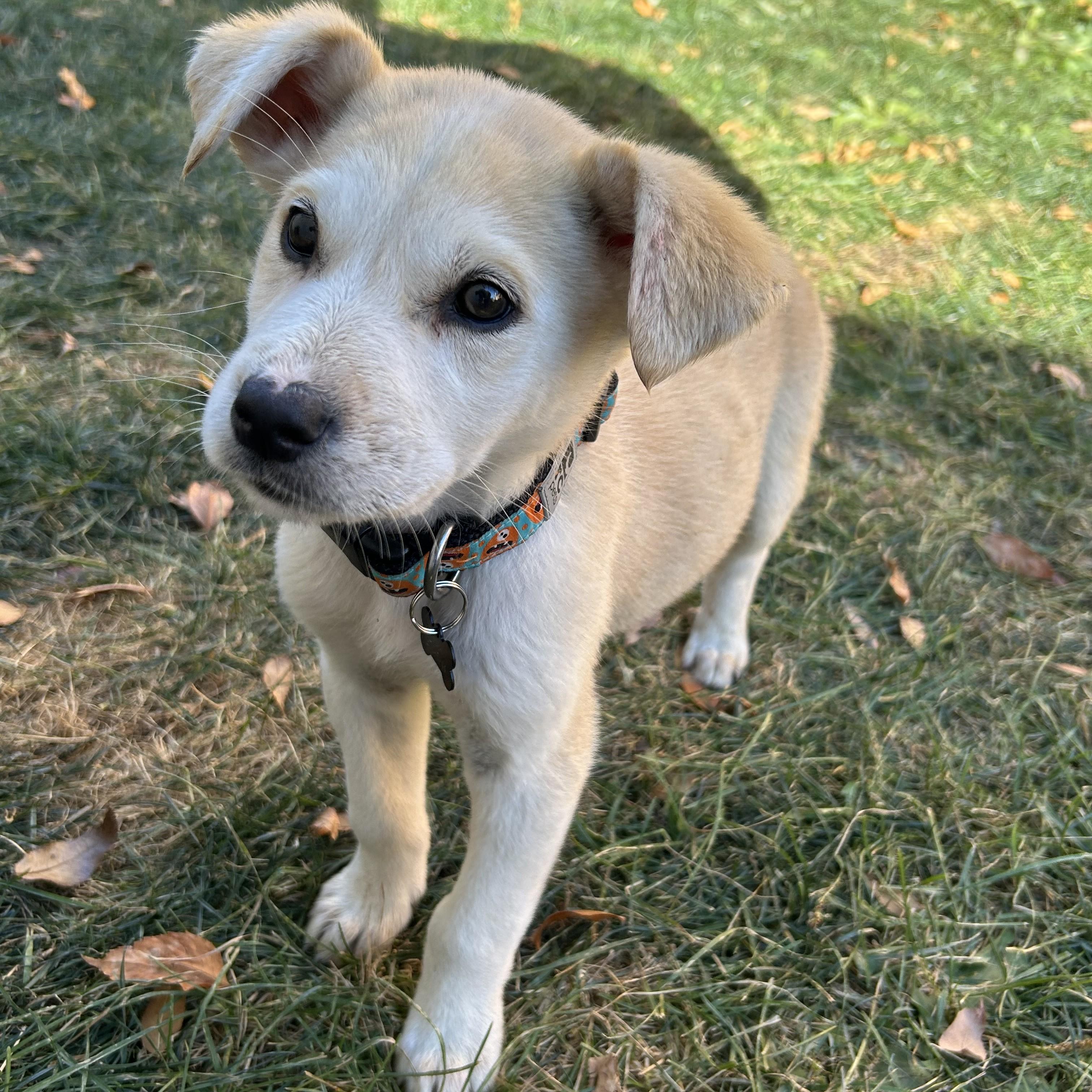 Jay, an adoptable Mixed Breed in Saskatoon, SK, S7H 0W2 | Photo Image 1