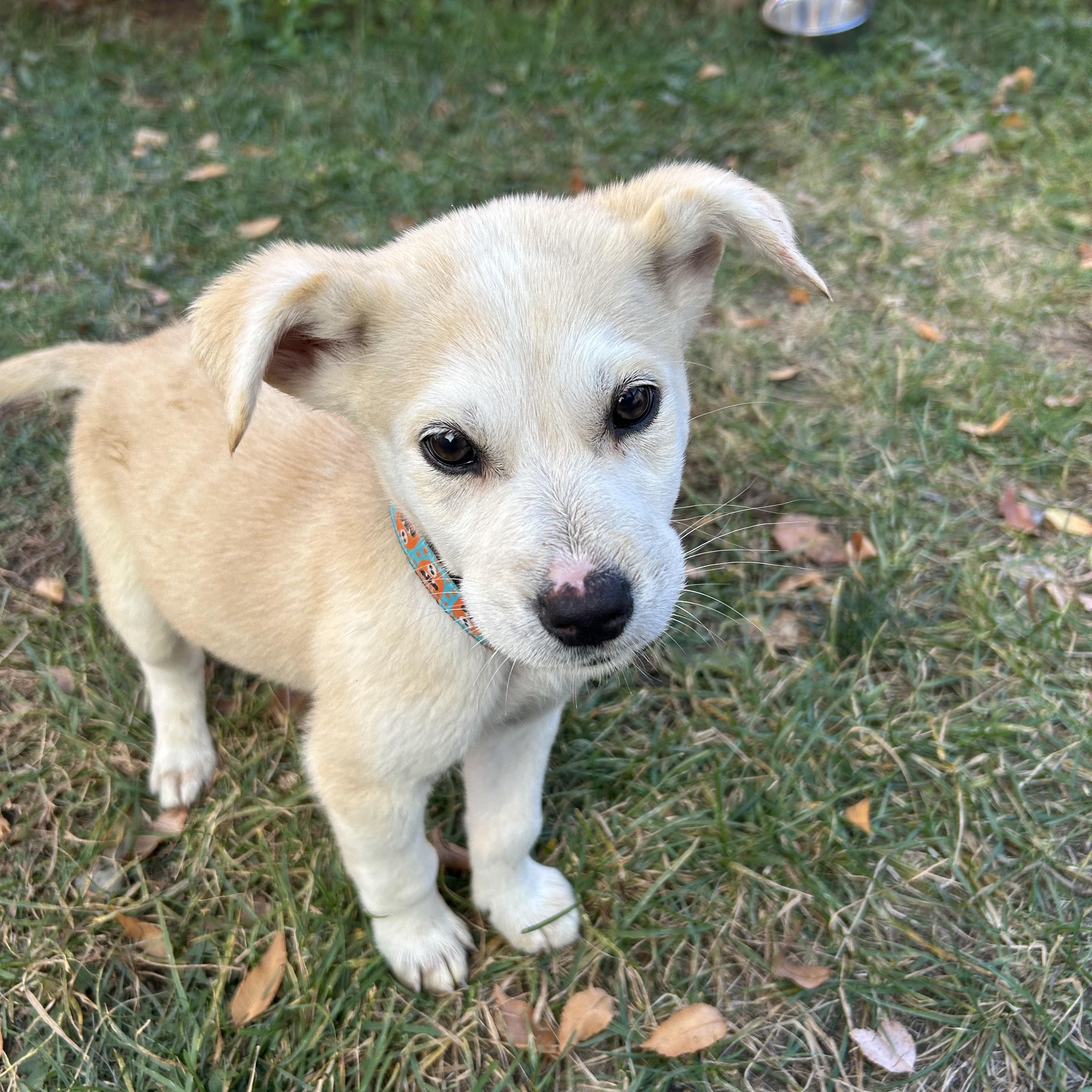 Jay, an adoptable Mixed Breed in Saskatoon, SK, S7H 0W2 | Photo Image 5