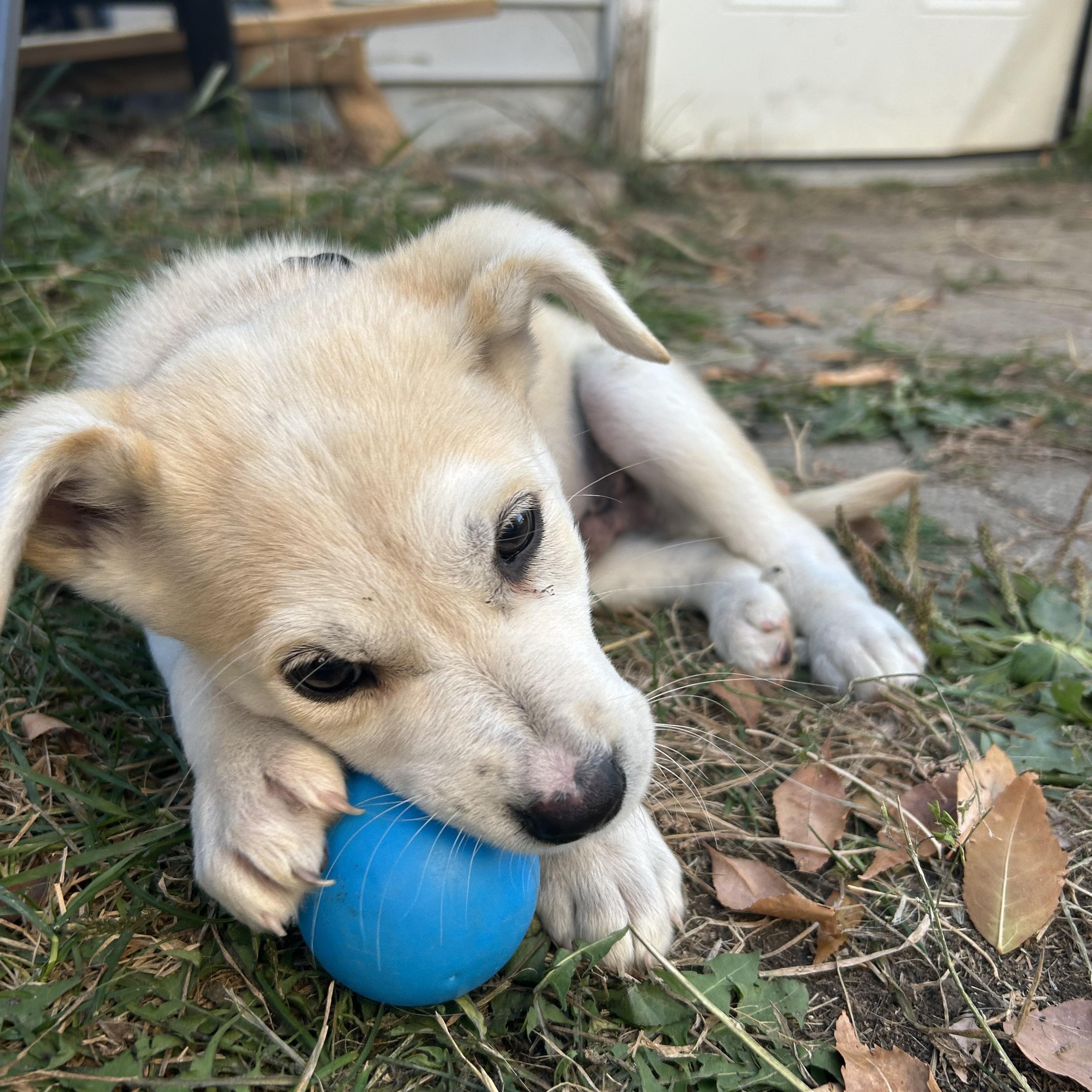 Jay, an adoptable Mixed Breed in Saskatoon, SK, S7H 0W2 | Photo Image 6