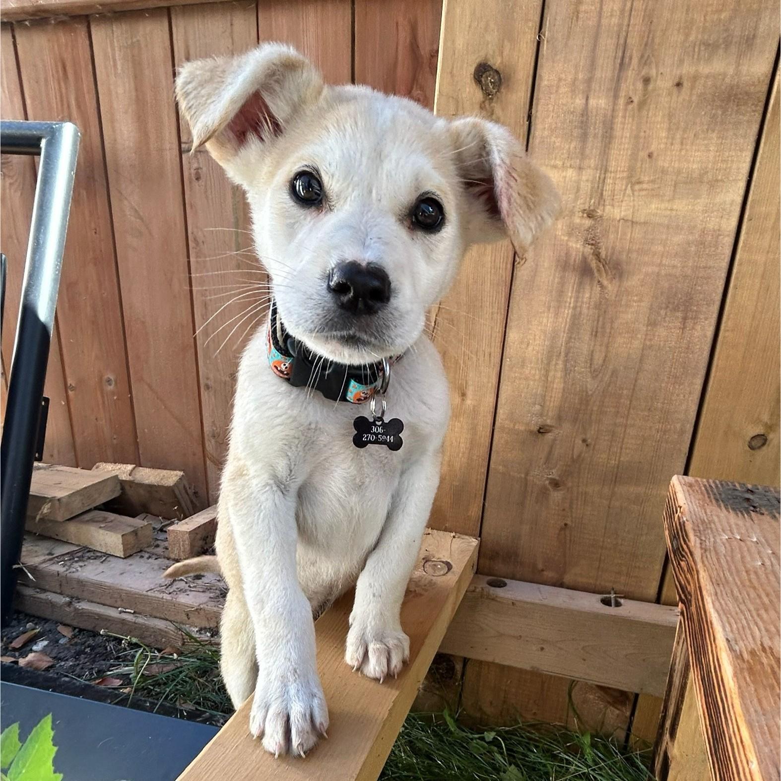 Jay, an adoptable Mixed Breed in Saskatoon, SK, S7H 0W2 | Photo Image 2