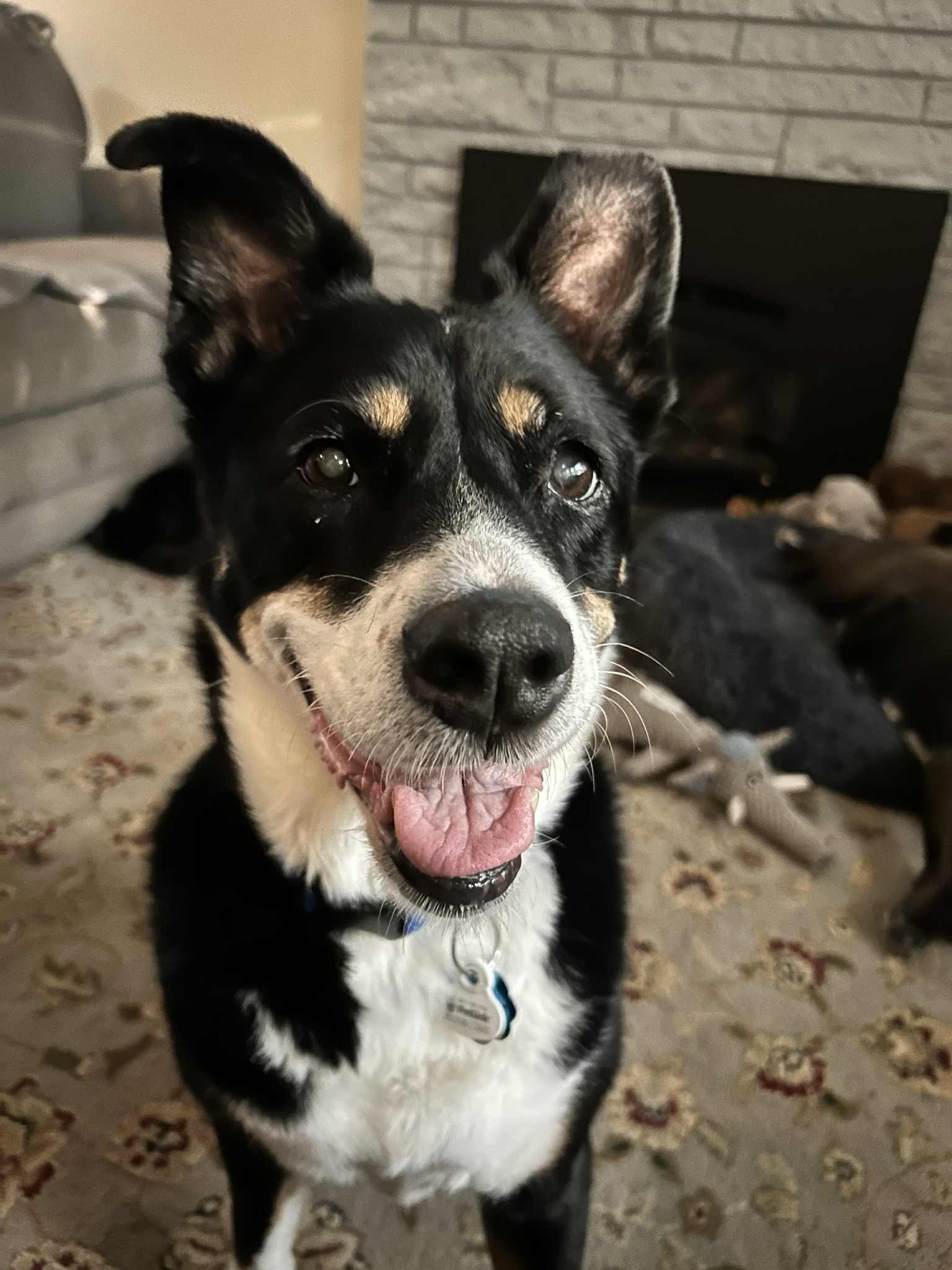 Enlarge Lady, a Adopted mixed breed in Hillsboro, OR image 1/6