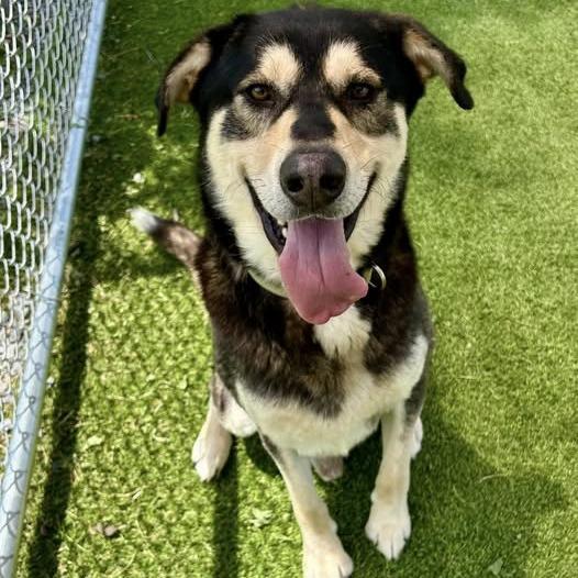 Enlarge T-Rex, a Adoptable mixed breed in Binghamton, NY image 1/6