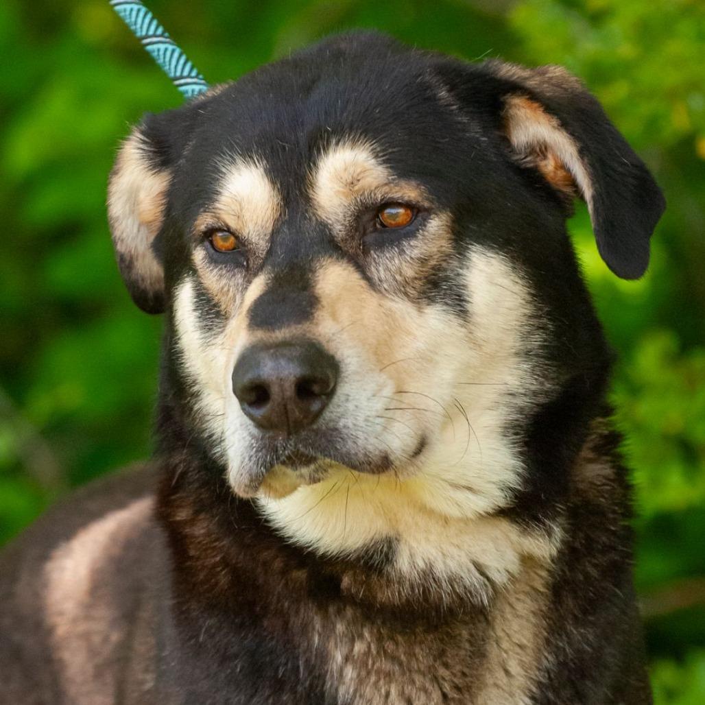 Enlarge T-Rex, a Adoptable mixed breed in Binghamton, NY image 2/6