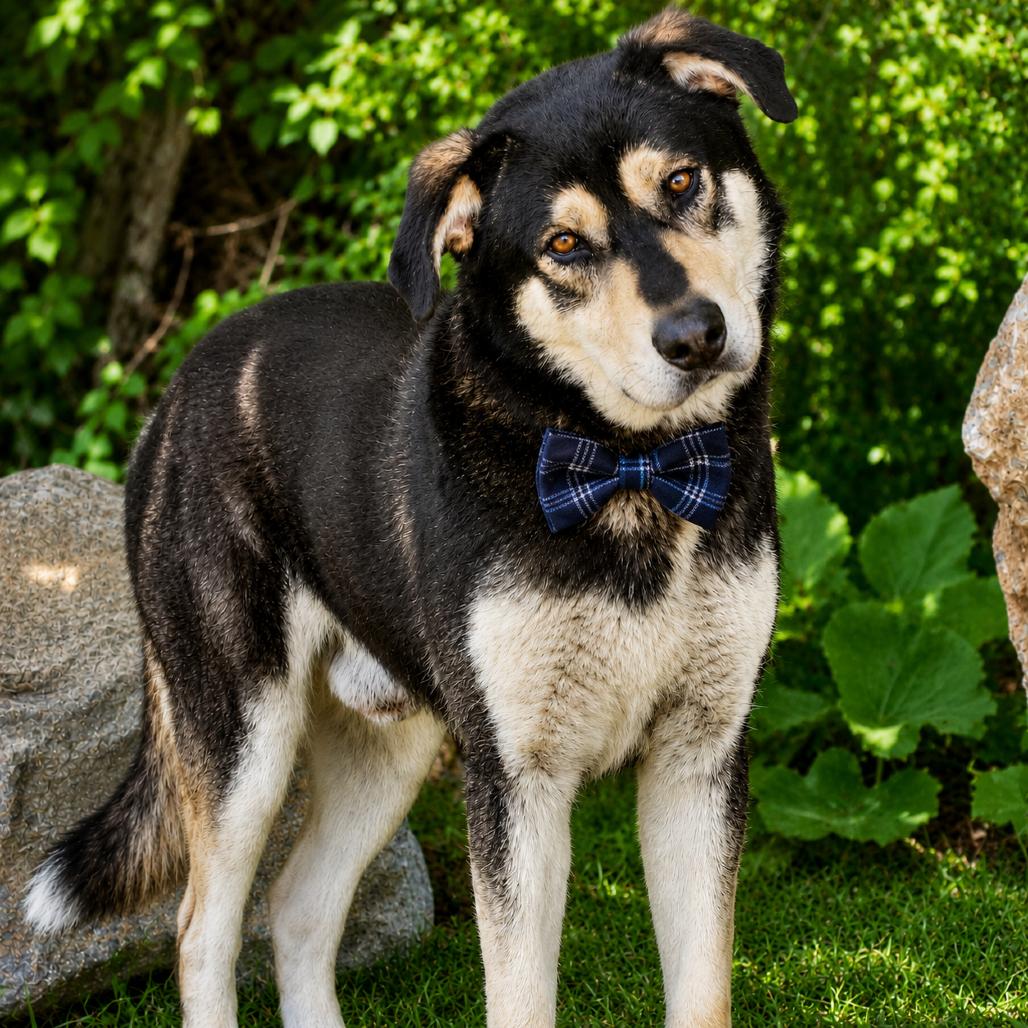 Enlarge T-Rex, a Adoptable mixed breed in Binghamton, NY image 3/6