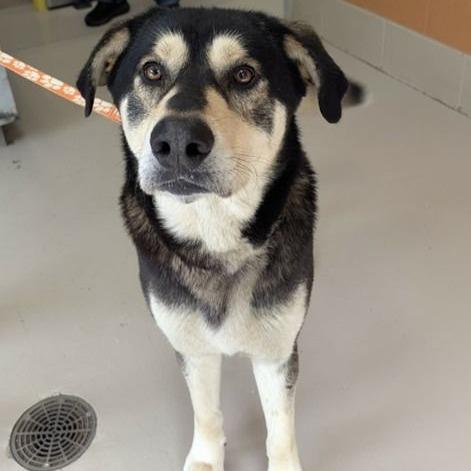 Enlarge T-Rex, a Adoptable mixed breed in Binghamton, NY image 4/6