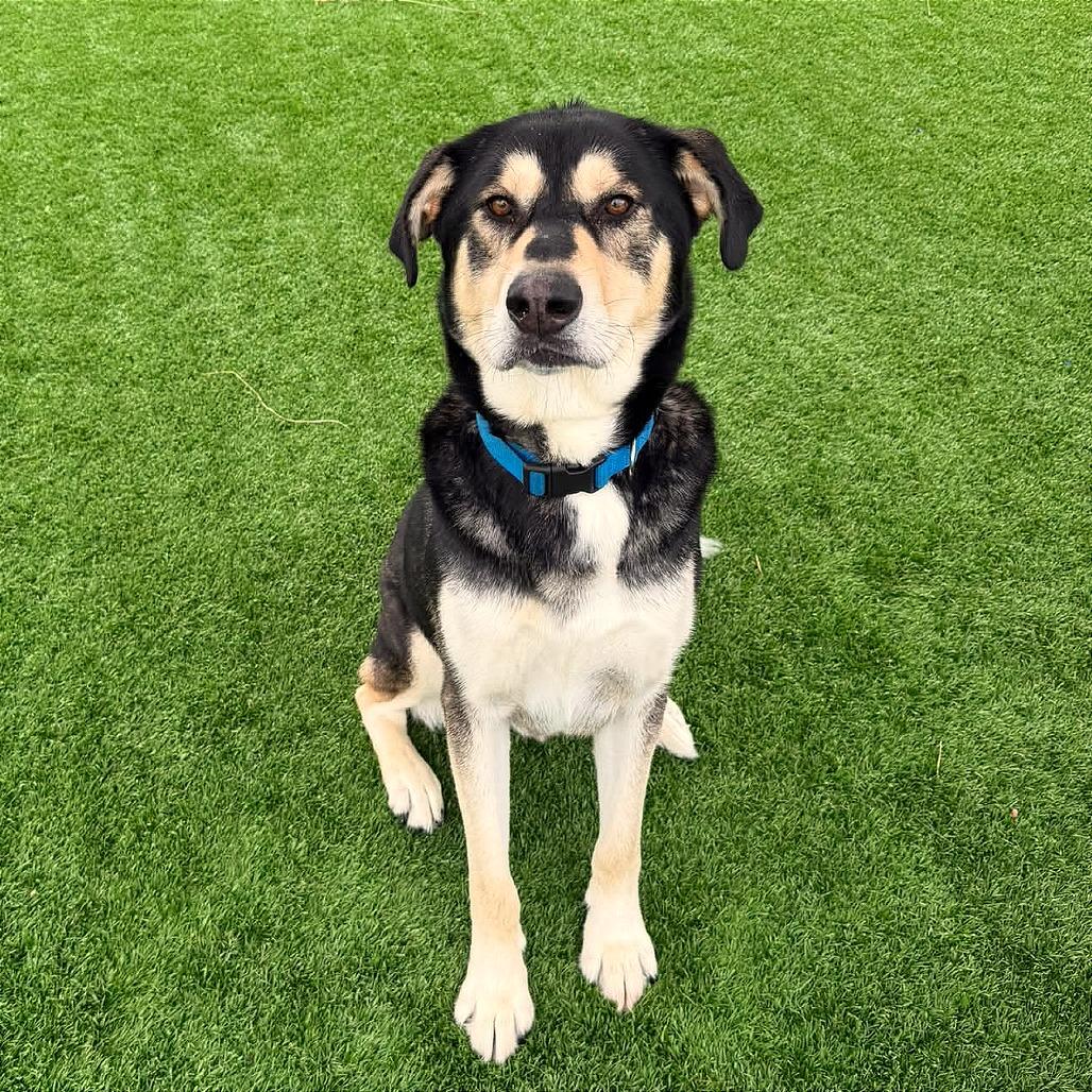 Enlarge T-Rex, a Adoptable mixed breed in Binghamton, NY image 6/6