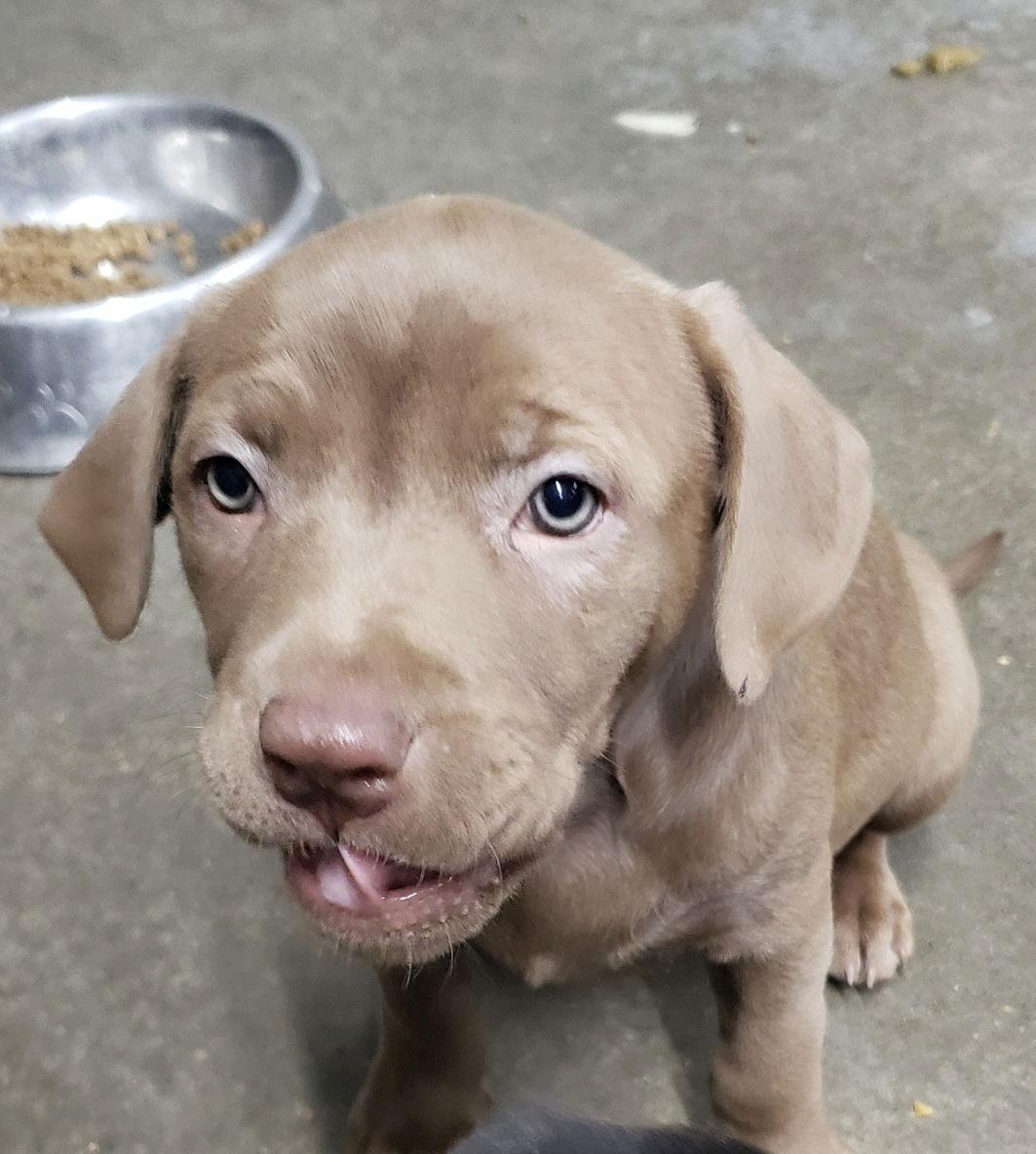 Gia, ADOPTABLE, Puppy Female Labrador Retriever & Pit Bull Terrier.