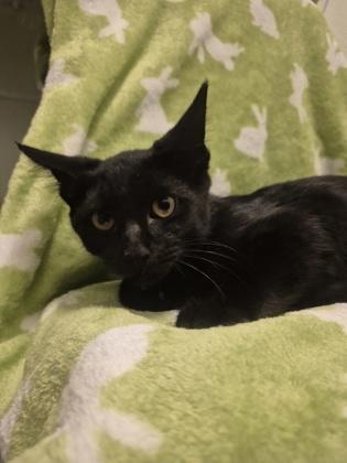Hydrapple, Adoptable, Young Male Domestic Short Hair & Domestic Short Hair.