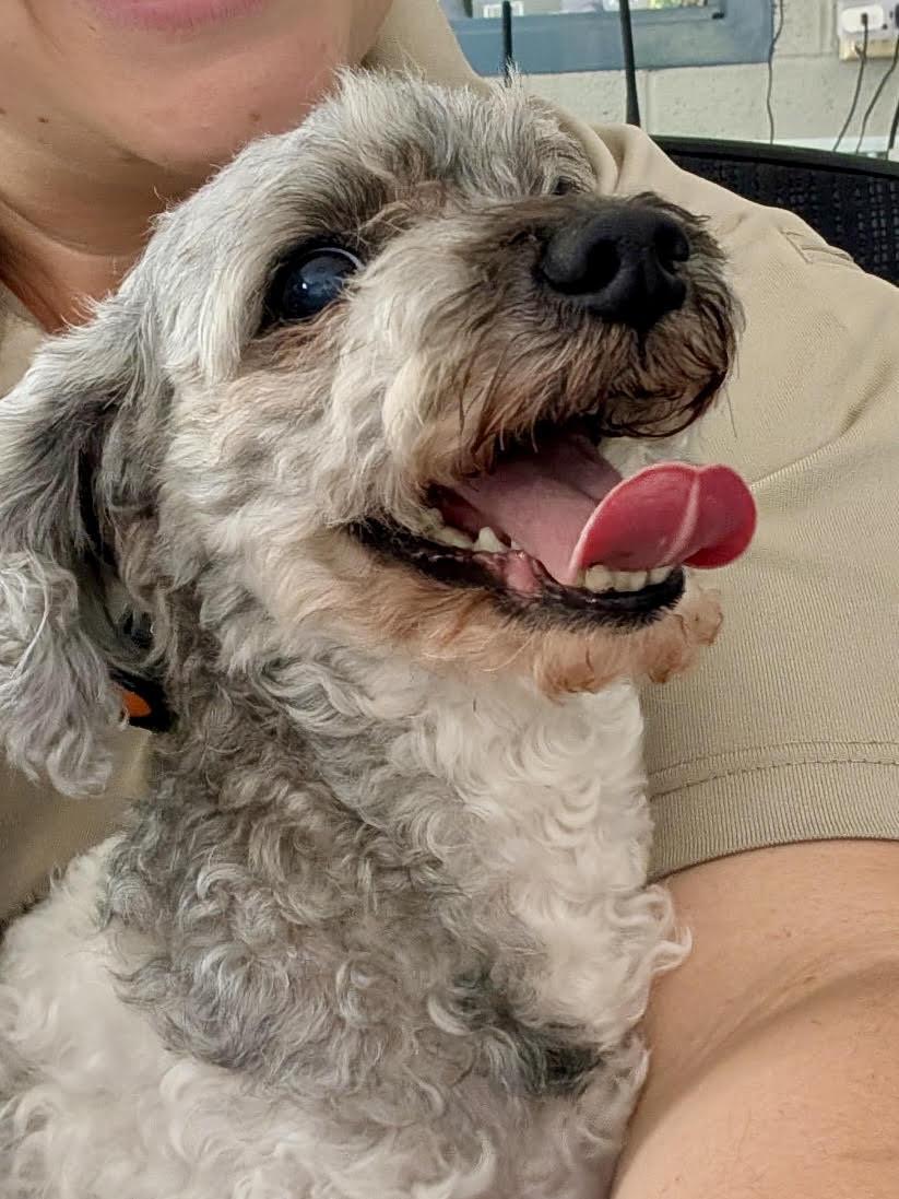 Ruby, ADOPTABLE, Senior Female Miniature Poodle.