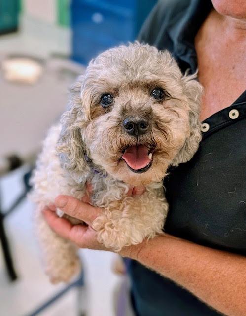 Ruby, Adoptable, Senior Female Miniature Poodle.