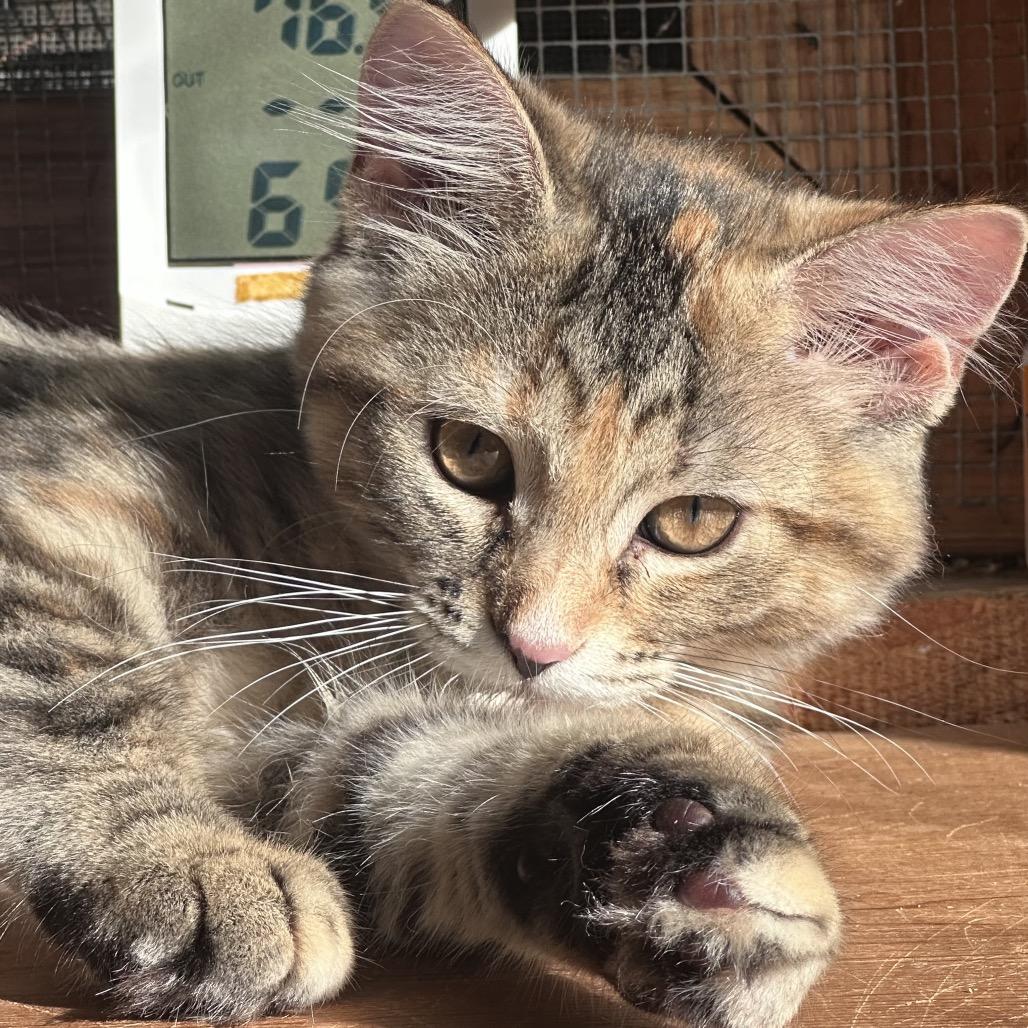 Iris, Adoptable, Kitten Female Domestic Short Hair.