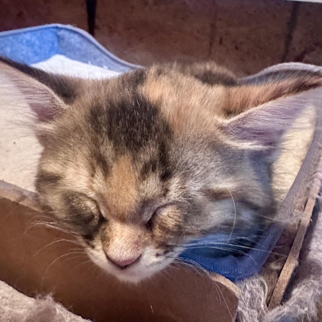 Enlarge Iris, a Adoptable Domestic Short Hair in Saratoga Springs, NY image 2/6