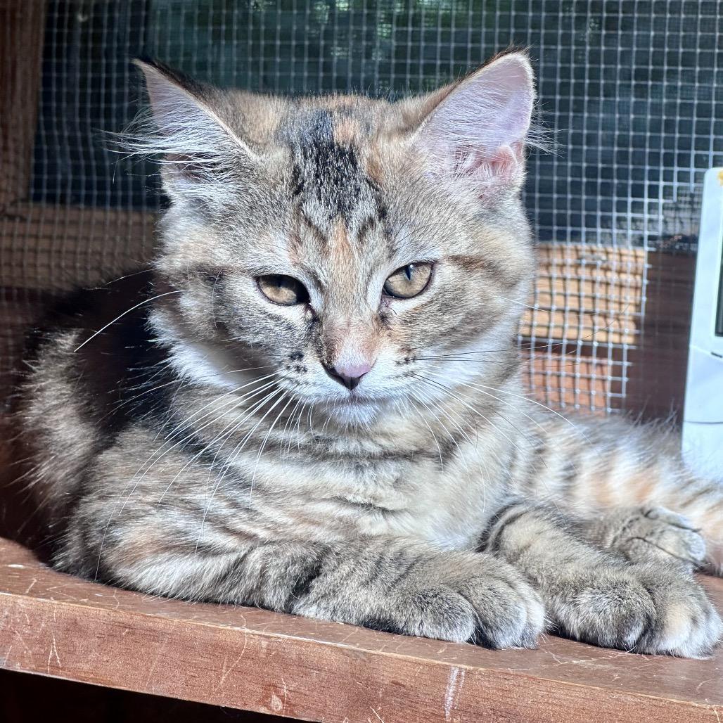 Enlarge Iris, a Adoptable Domestic Short Hair in Saratoga Springs, NY image 3/6