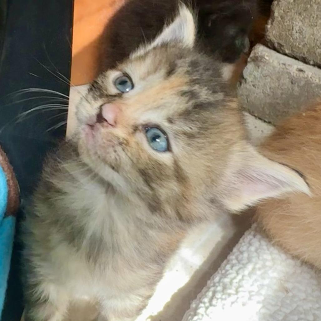 Enlarge Iris, a Adoptable Domestic Short Hair in Saratoga Springs, NY image 4/6