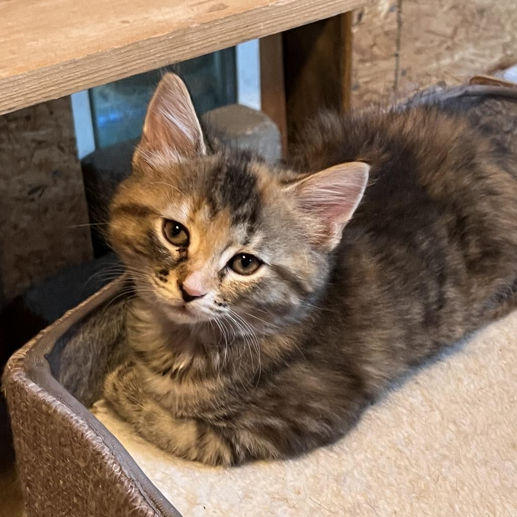 Enlarge Iris, a Adoptable Domestic Short Hair in Saratoga Springs, NY image 5/6