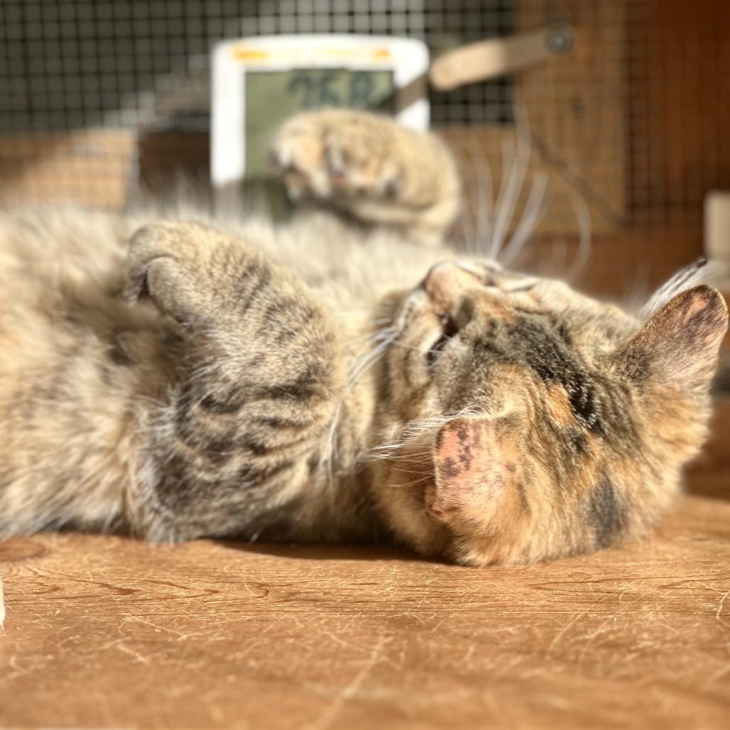 Enlarge Iris, a Adoptable Domestic Short Hair in Saratoga Springs, NY image 6/6