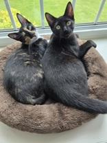 Tina (bonded with Turner), an adoptable Domestic Short Hair in Pickering, ON image 2/6
