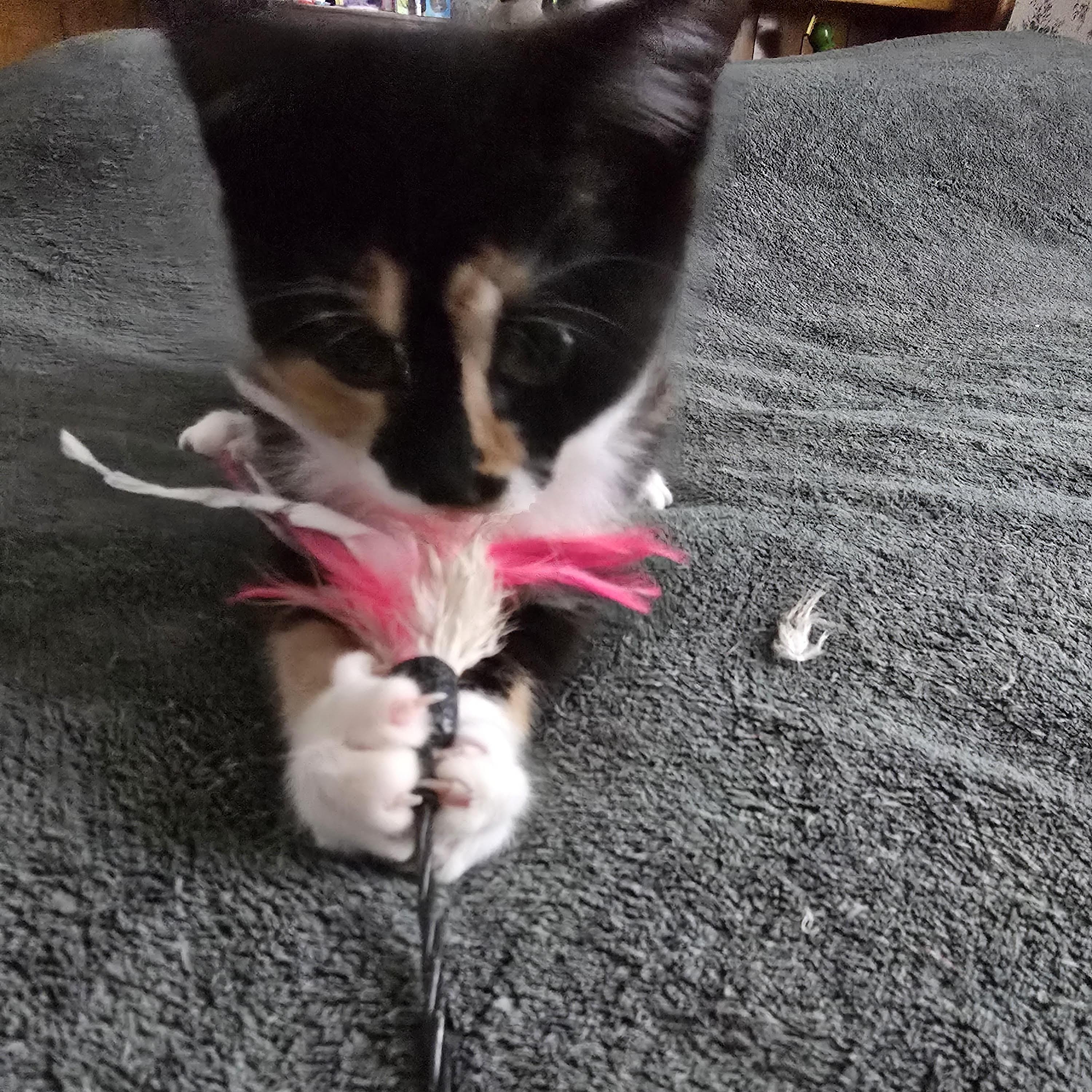Tina (bonded with Turner), an adoptable Domestic Short Hair in Pickering, ON image 4/6