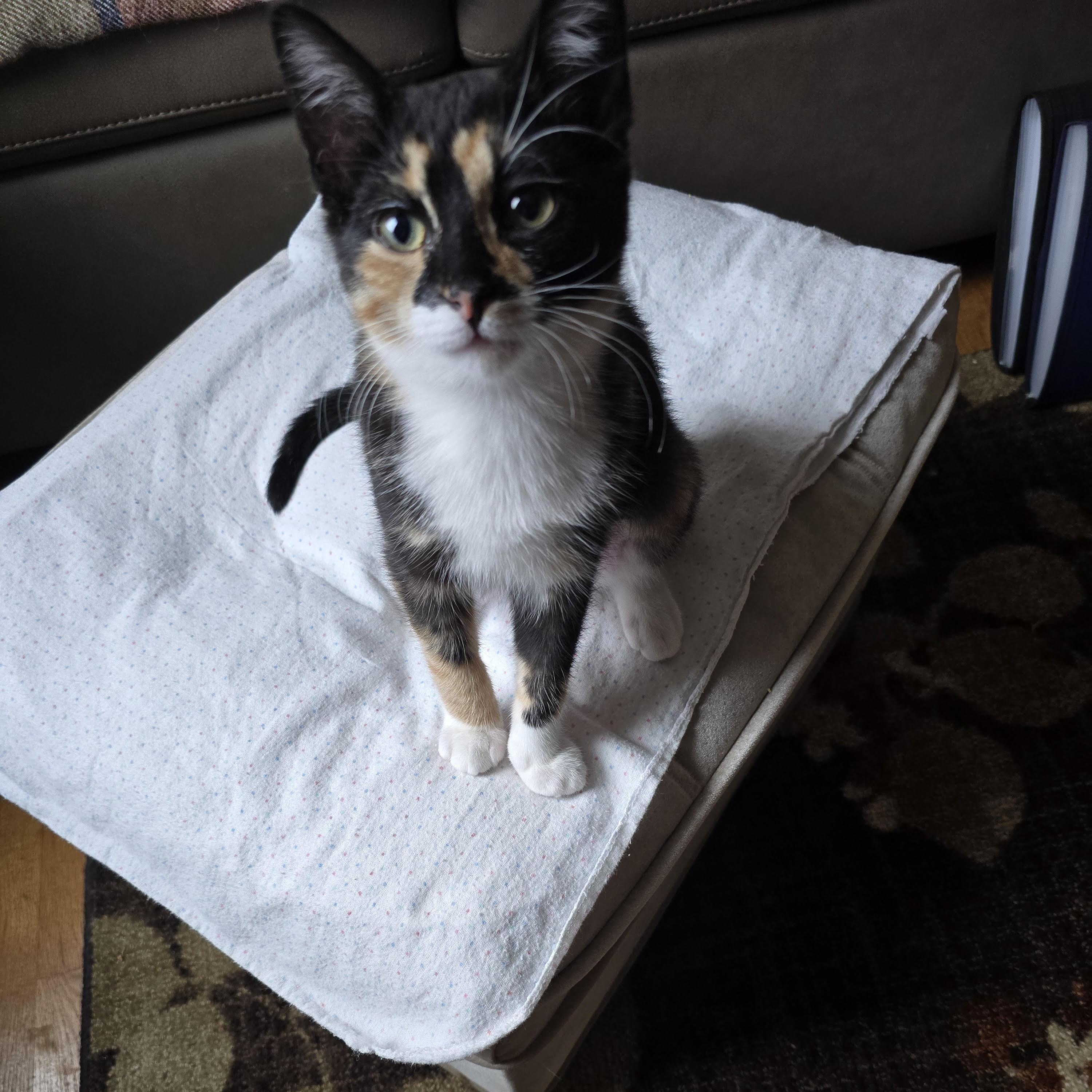 Tina (bonded with Turner), an adoptable Domestic Short Hair in Pickering, ON image 5/6