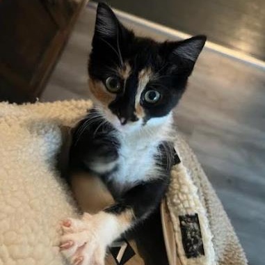 Tina (bonded with Turner), adopted, Kitten Female Domestic Short Hair.