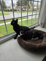 Tina (bonded with Turner), an adoptable Domestic Short Hair in Pickering, ON image 3/6