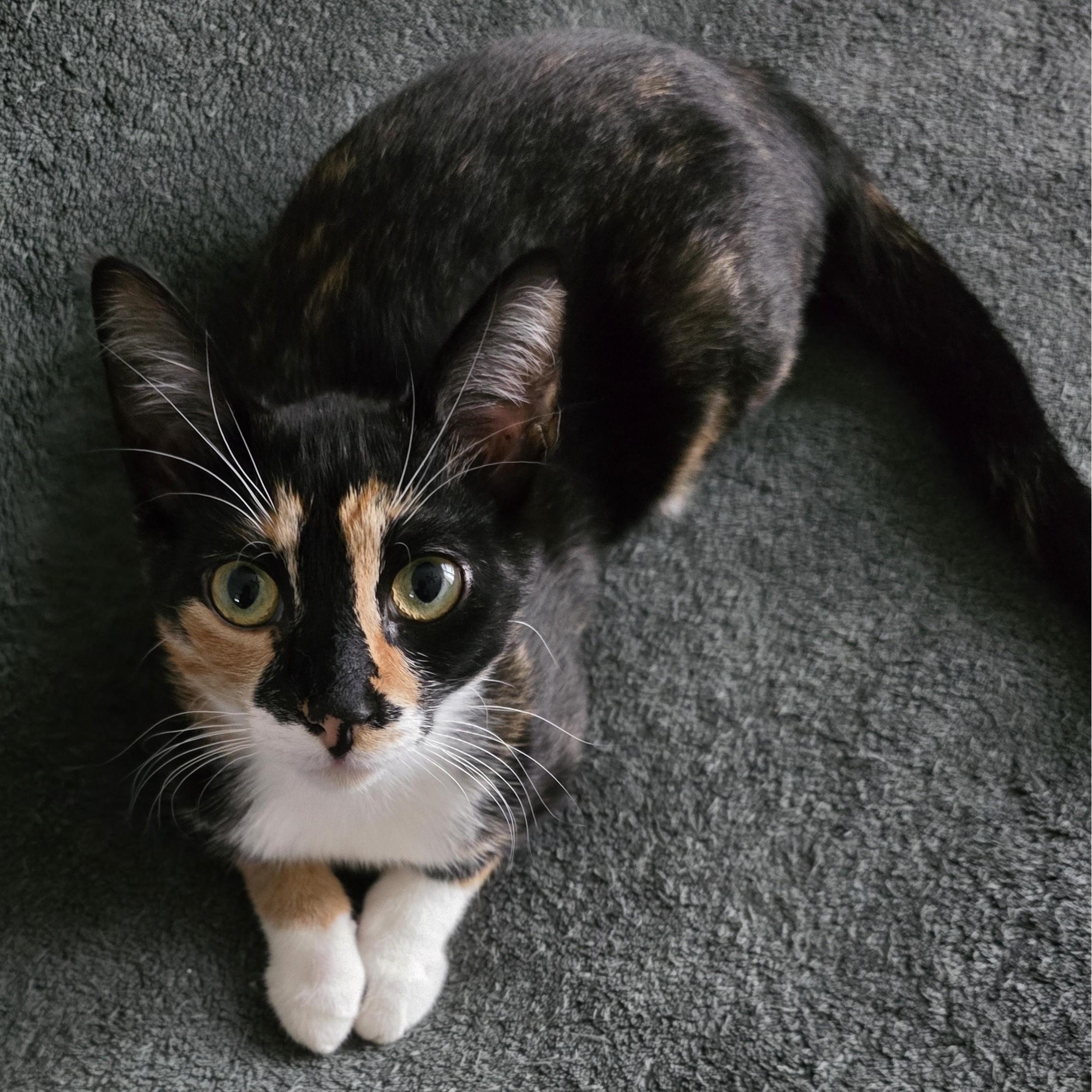 Tina (bonded with Turner), an adoptable Domestic Short Hair in Pickering, ON image 1/6