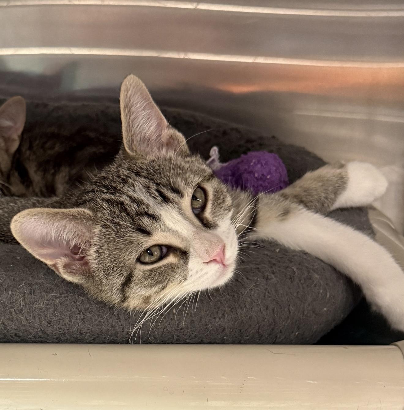 Enlarge ODYSSEUS, an adopted Domestic Short Hair in Wyandotte, MI image 1/1