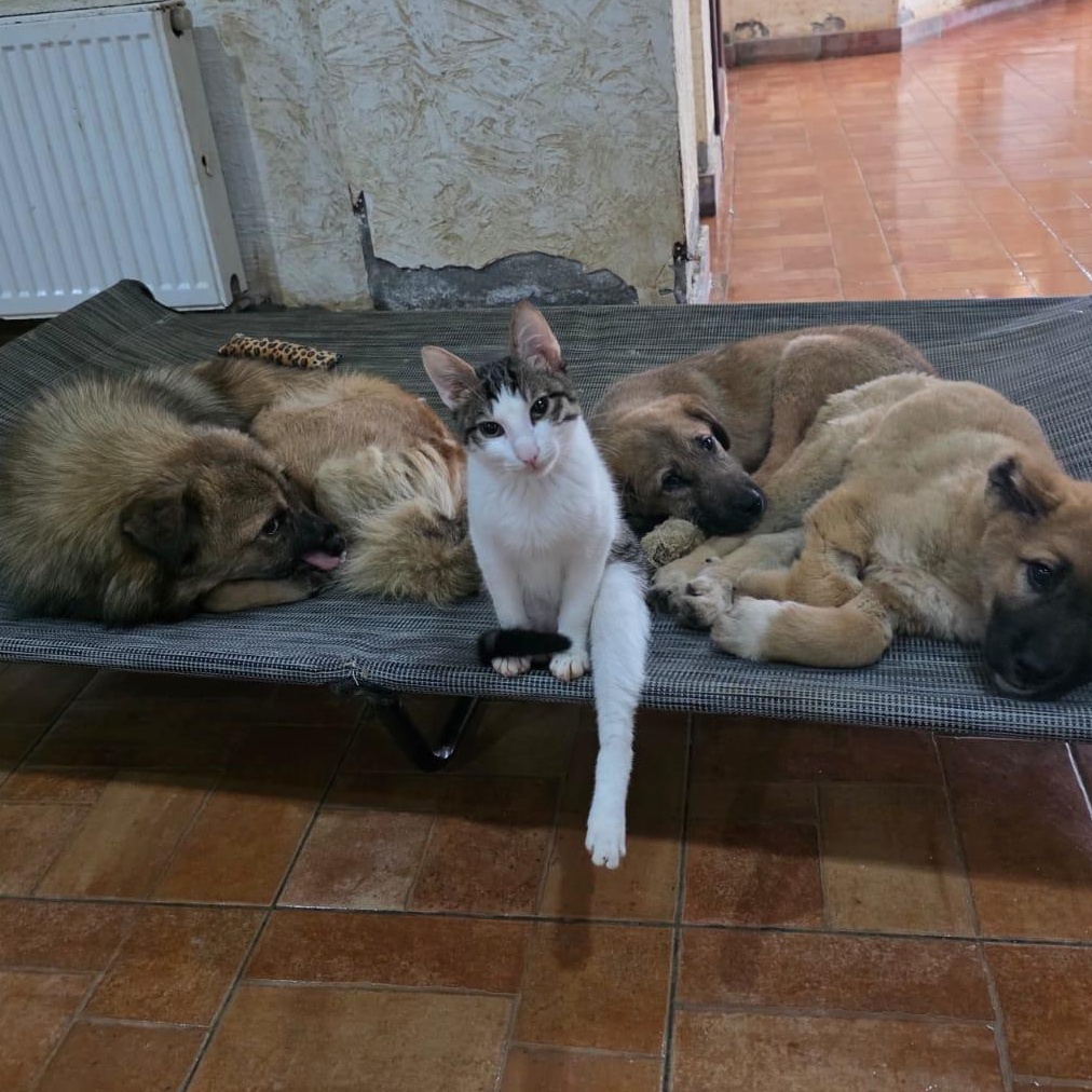 MARTY - A DOG LOVING CAT photo