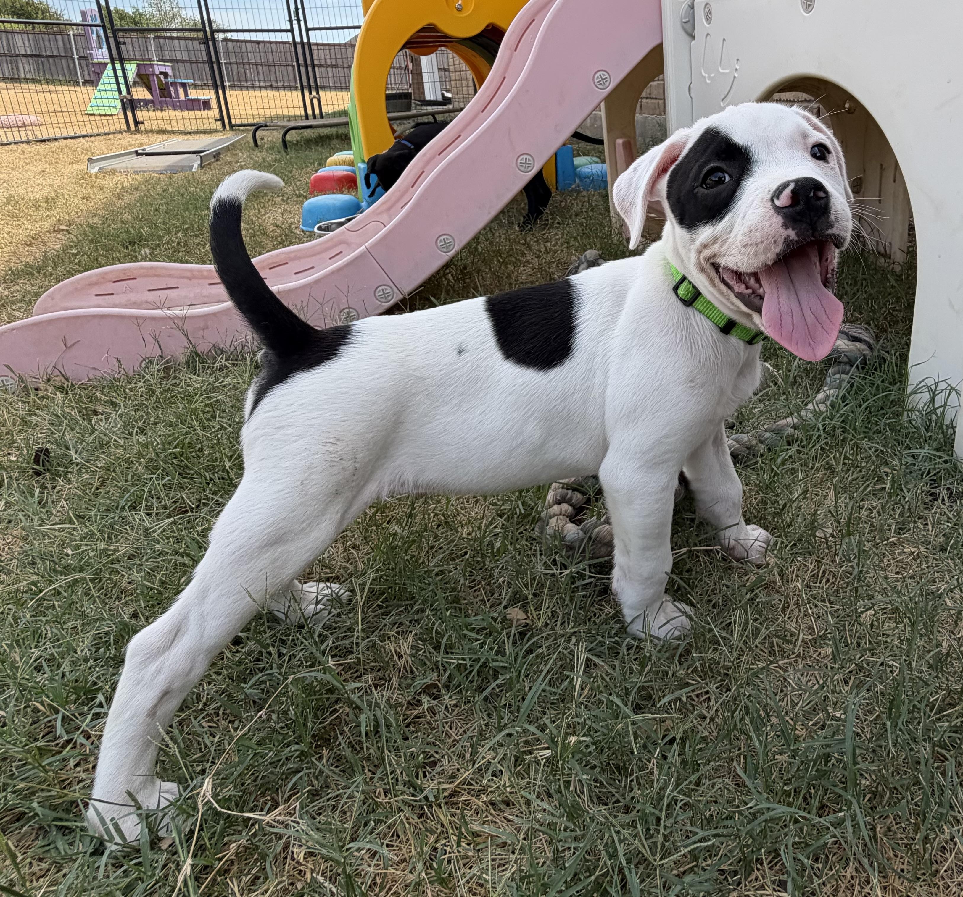 Enlarge Treble, a Adoptable mixed breed in Plano, TX image 3/5