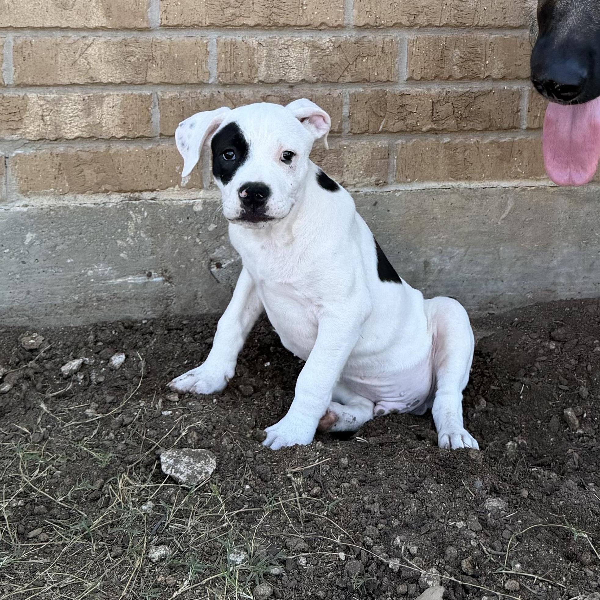 Enlarge Treble, a Adoptable mixed breed in Plano, TX image 5/5