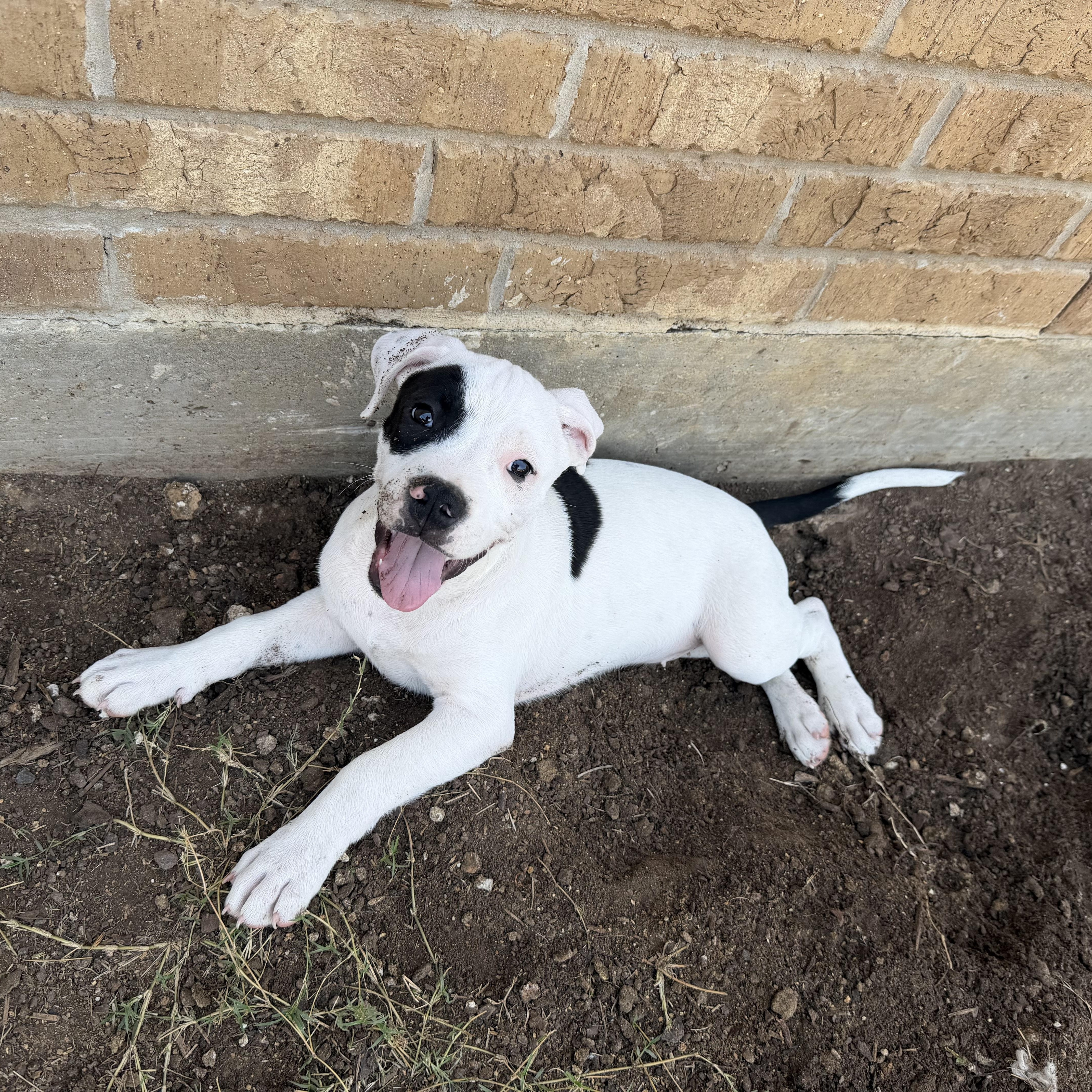 Enlarge Treble, a Adoptable mixed breed in Plano, TX image 4/5
