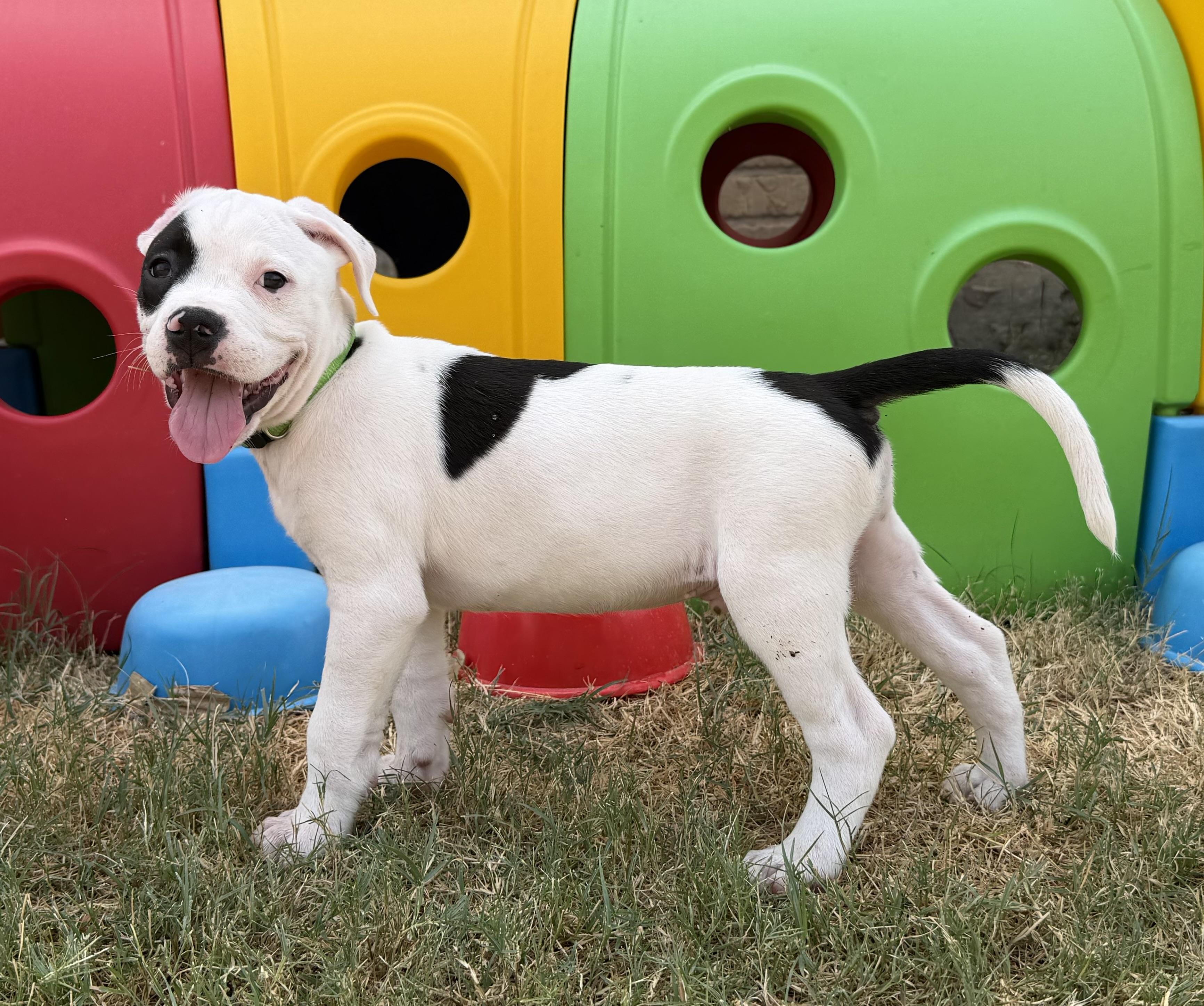 Treble, Adoptable, Puppy Male Pit Bull Terrier & American Bulldog.