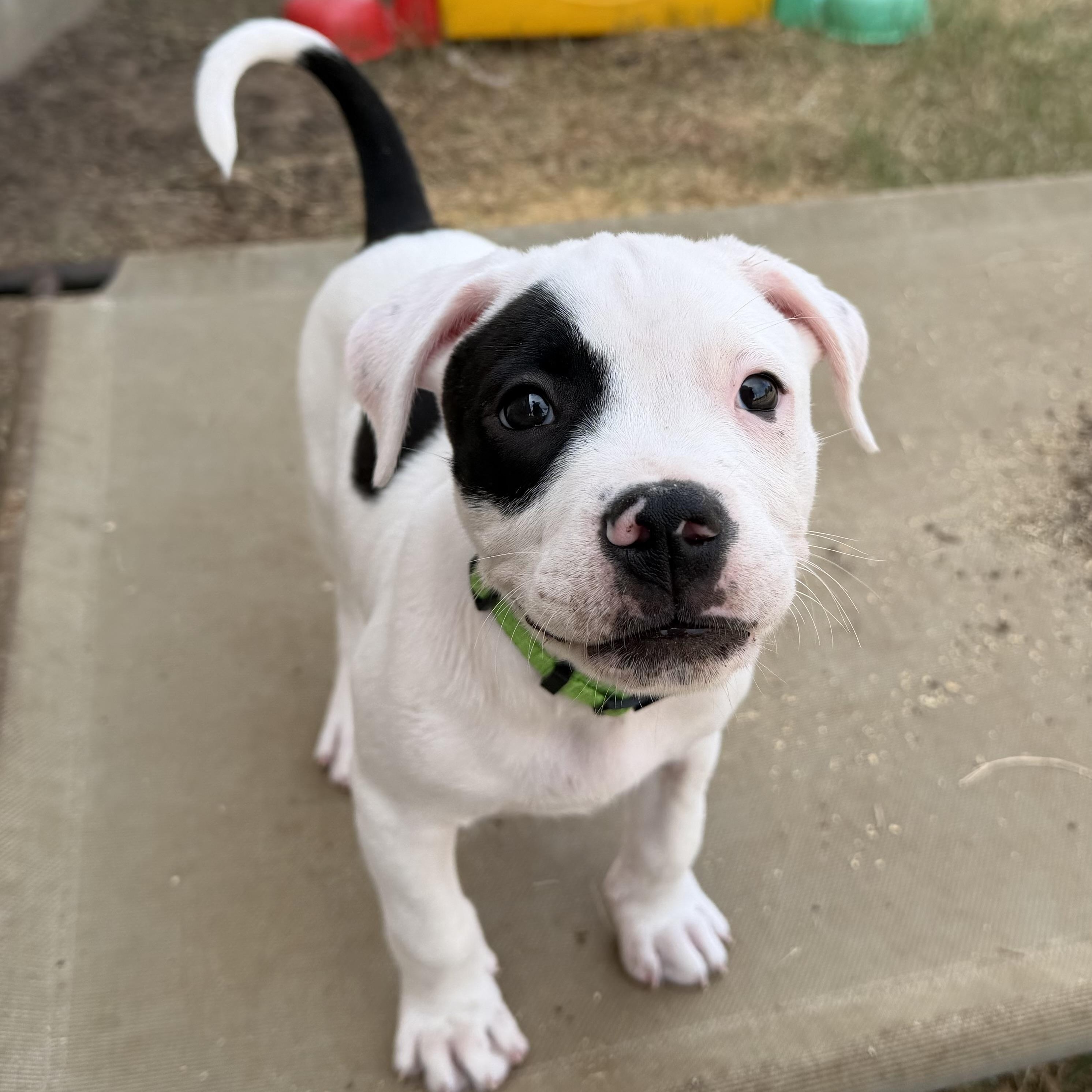 Enlarge Treble, a Adoptable mixed breed in Plano, TX image 2/5