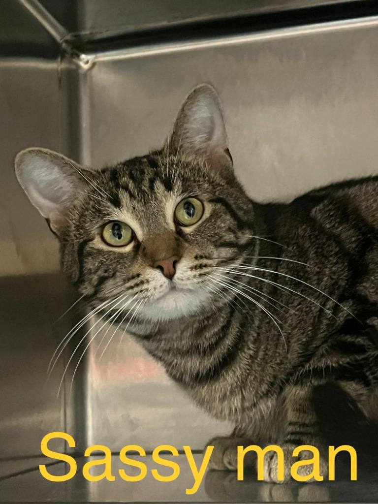 Enlarge Sassyma, a Adoptable mixed breed in Princeton, IN image 1/1