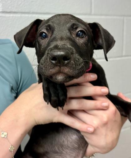 Peeta, Adopted, Puppy Male Mixed Breed.