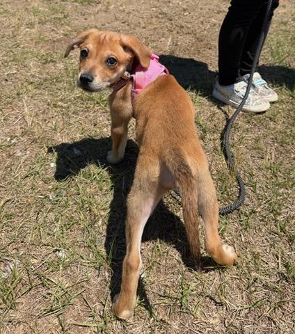 Enlarge Darla, a Adoptable mixed breed in Denver, NC image 6/6